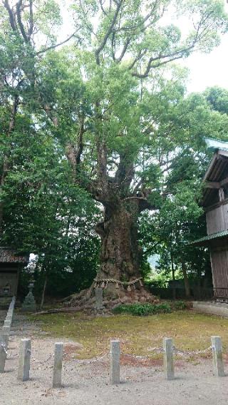 川津来宮神社(杉桙別命神社)の参拝記録(ありさん)