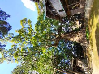 川津来宮神社(杉桙別命神社)の参拝記録(nak55さん)