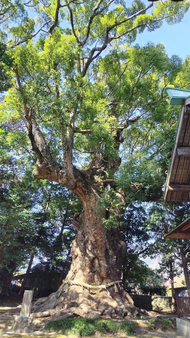 川津来宮神社(杉桙別命神社)の参拝記録7