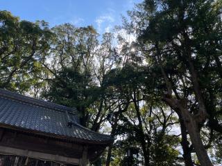 若宮神社の参拝記録(ハコさん)