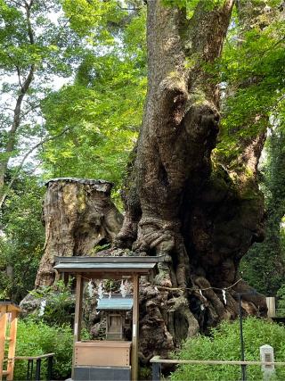 來宮神社（熱海來宮神社）の参拝記録(ヒデさん)