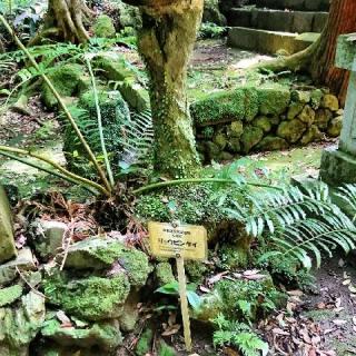 八幡宮來宮神社の参拝記録(トミーさん)