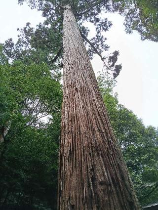 八幡宮來宮神社の参拝記録(ジョージ。さん)
