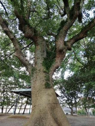 八幡神社（願掛八幡宮）の参拝記録(ぴんこさん)
