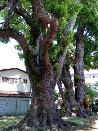 八幡神社（願掛八幡宮）の参拝記録(てらっちさん)