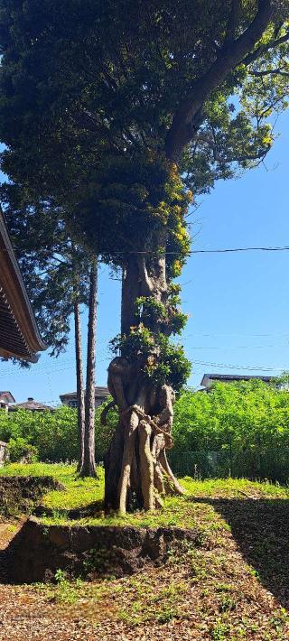 茶畑浅間神社の参拝記録(妃巫女さん)