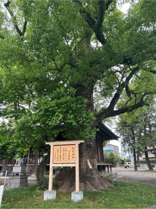 前島神社の参拝記録(しゅうさん)