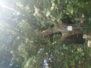 白羽神社の参拝記録(Monoさん)