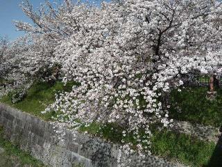 村上神社の参拝記録(yukiさん)