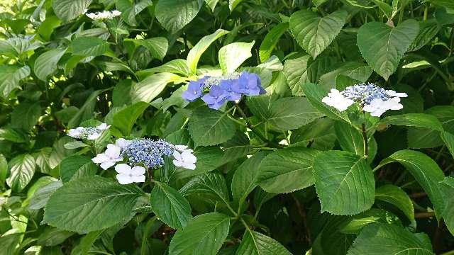 御裳神社の参拝記録8