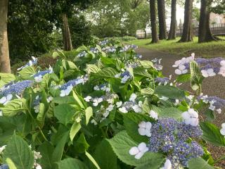 白髭社の参拝記録(恭子さん)