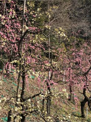 大縣神社の参拝記録(ヒデさん)