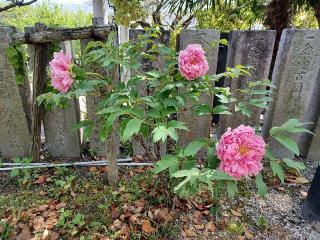岡崎天満宮（天満天神）の参拝記録(銀玉鉄砲さん)
