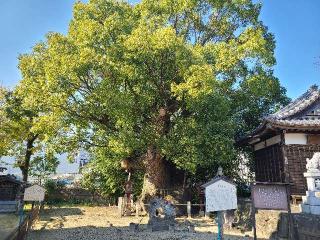 新田白山神社の参拝記録(けけけけさん)