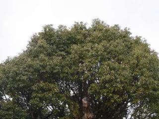 新田白山神社の参拝記録(のこさん)