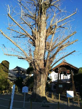 龍光寺の参拝記録(さとみさん)