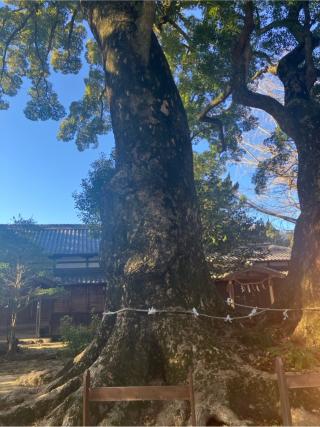 杉森八幡社の参拝記録(🫠ちゅんさん)