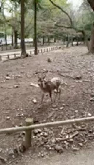 春日大社の動画1