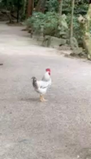 石上神宮の動画1