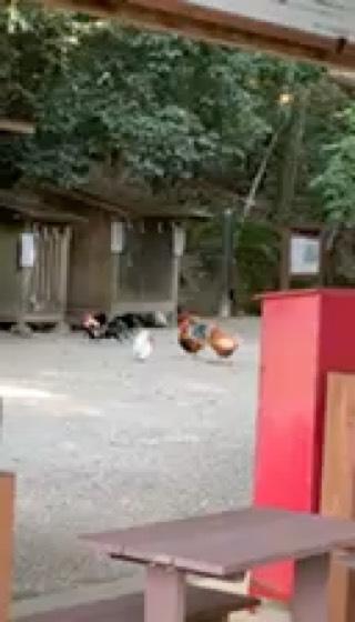 石上神宮の動画1