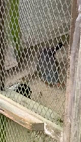 丹生川上神社(下社)の動画2