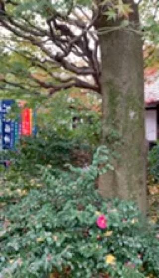 行願寺（革堂）(西国第十九番)の動画1